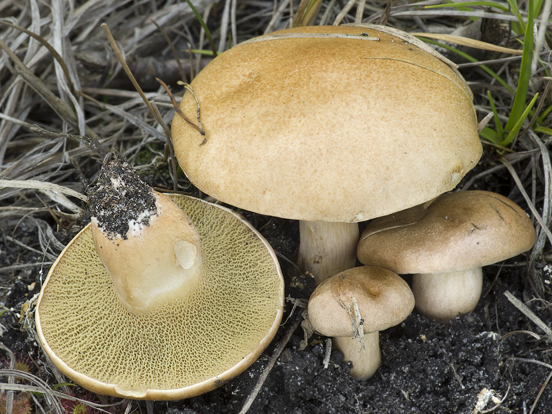 Suillus bovinus